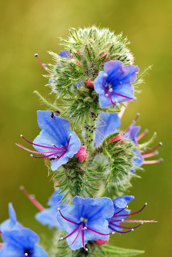 Echium sp.